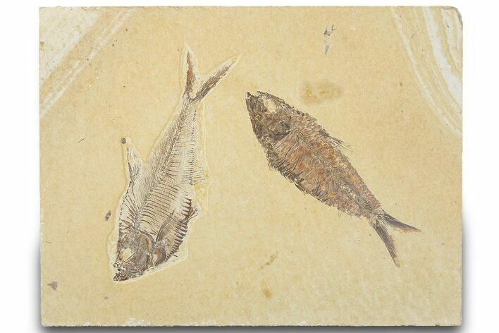 Plate of Two Fossil Fish (Diplomystus & Knightia) - Wyoming #320413